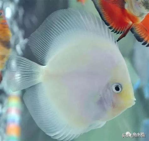 七彩神仙魚吃什麼